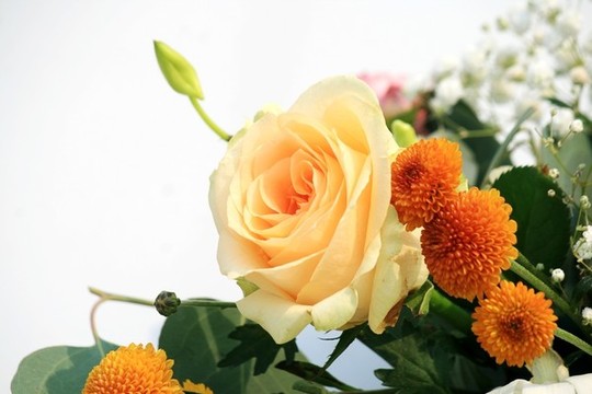 玫瑰花