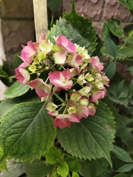 粉色繡球花