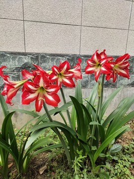 孤梃花