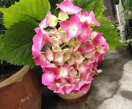 繡球花