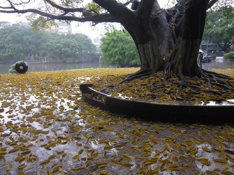 榕樹