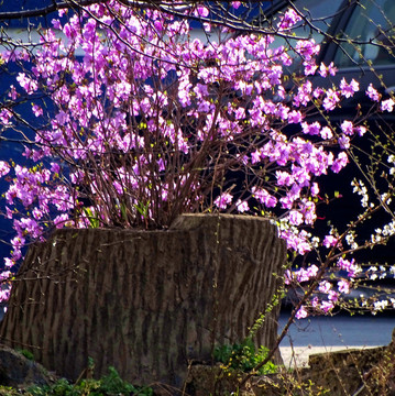 花叢