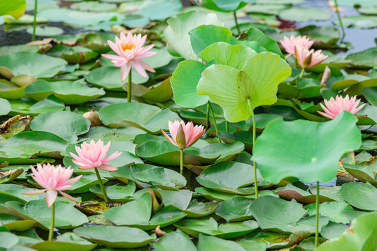 南沙東涌公園內(nèi)種植的睡蓮花綻放