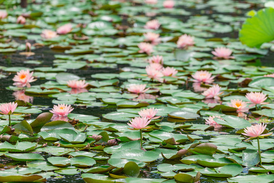 夏季池塘睡蓮花海