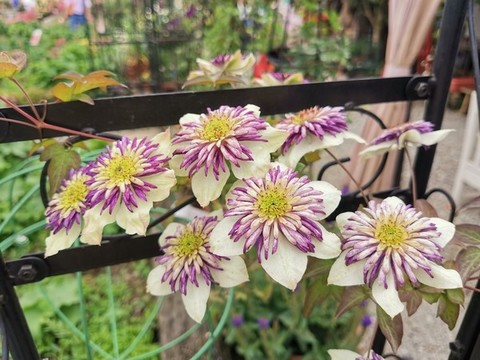 鐵線蓮蘋果花