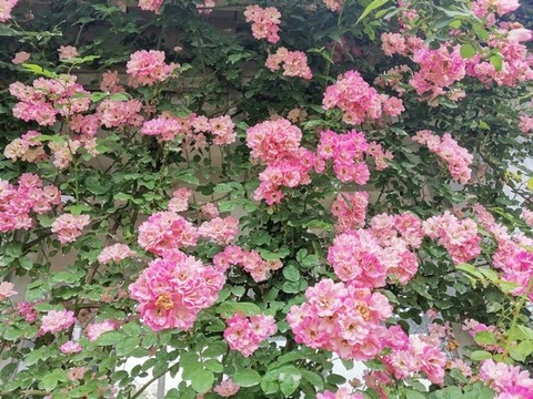 多瓣薔薇