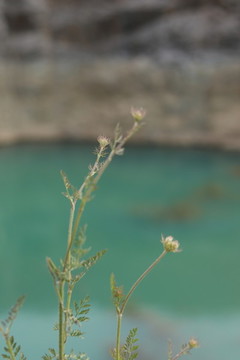 小草野草特寫(xiě)