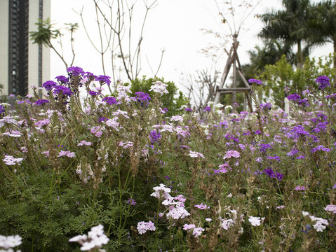 城市綠道花圃