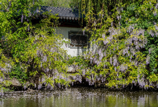 濟(jì)南大明湖風(fēng)景區(qū)春天