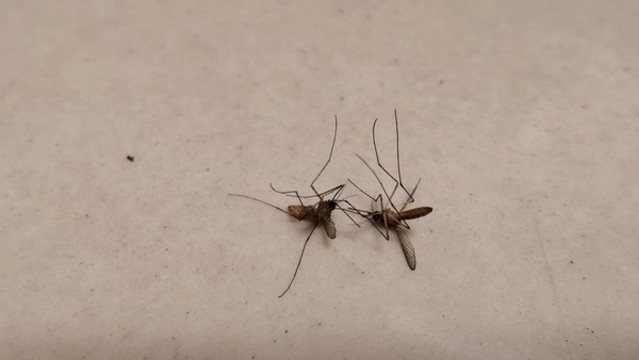 蚊子