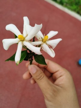 梔子花