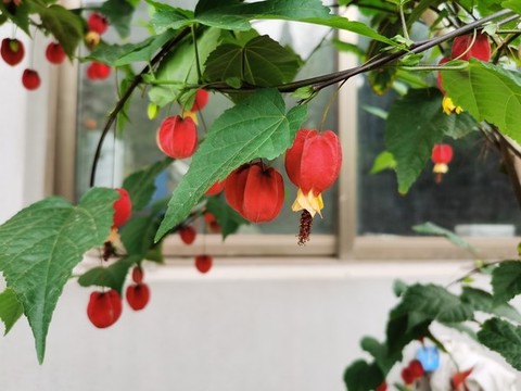 燈籠花