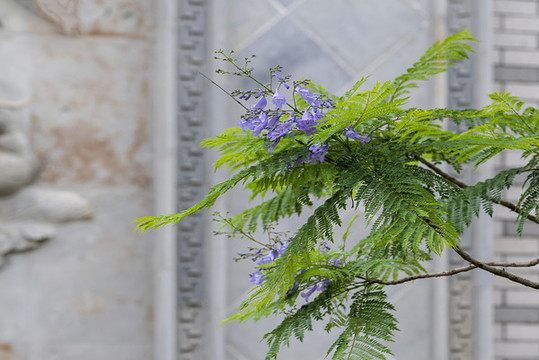 藍(lán)花楹