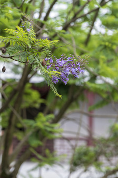 藍(lán)花楹