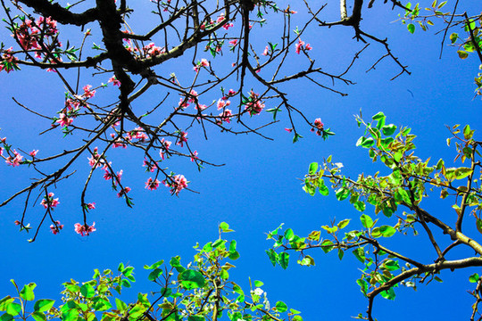 仰拍藍天桃花綠樹枝