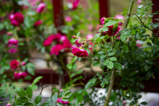 薔薇花