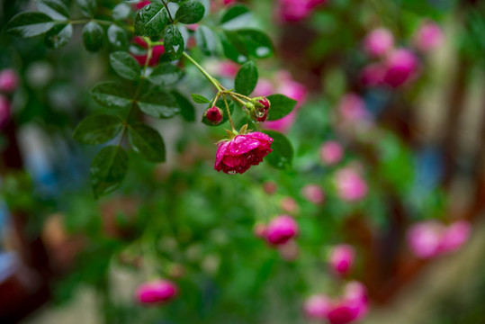 薔薇花