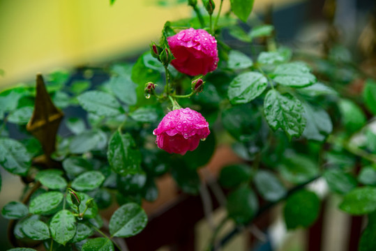 薔薇花背景圖片