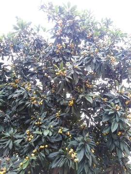 枇杷樹