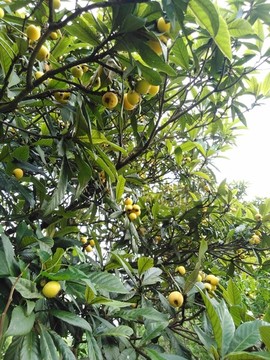 枇杷樹