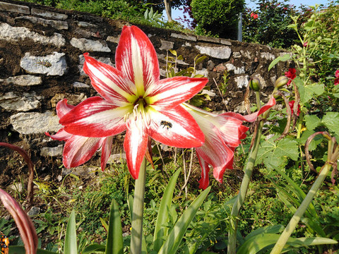 朱頂紅