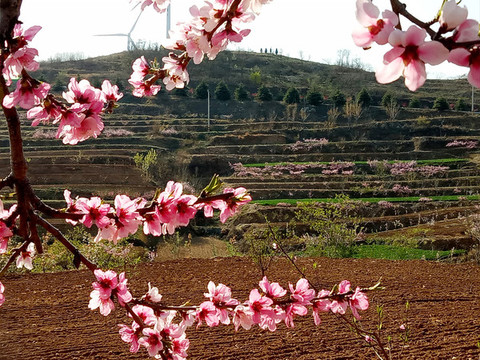 桃花