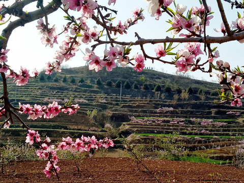 桃花
