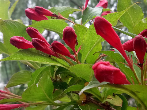 錦帶花
