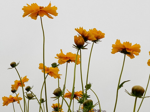 金雞菊