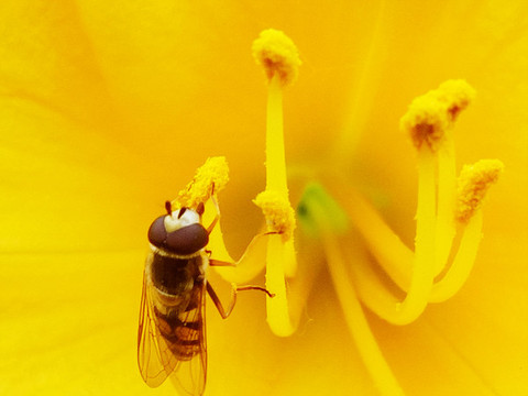 蜜蜂