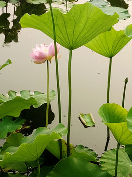 荷花和荷葉