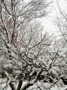 大雪過(guò)后