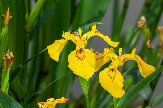 鳶尾花