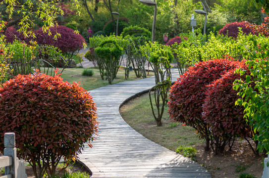 公園小路