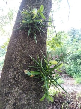 皂角樹