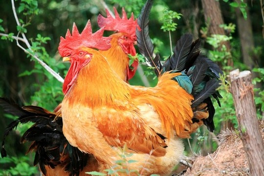 生態(tài)雞