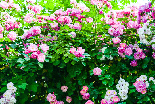 薔薇