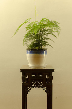 文竹盆栽