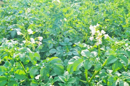陽芋地