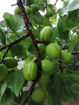 沒成熟的杏