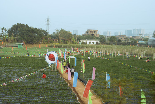 草莓采摘觀光
