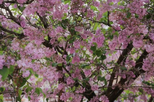 紫丁香花樹