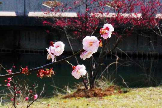 梅花