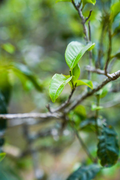 老班章茶樹