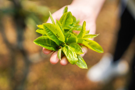 老班章茶樹