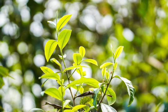 老班章茶樹(shù)