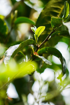 老班章茶樹