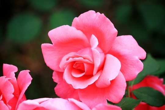 月季花
