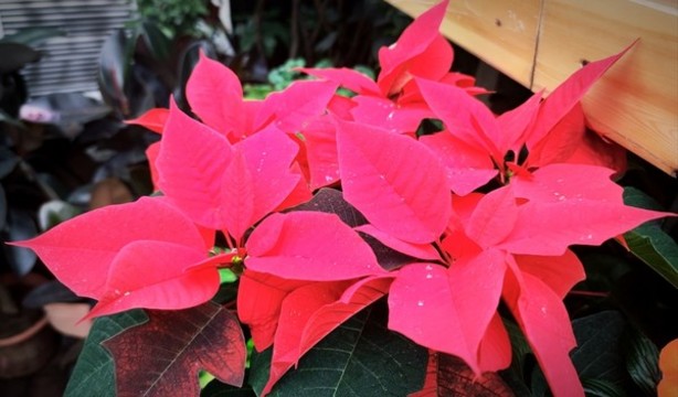 紅葉