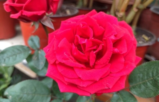 月季花